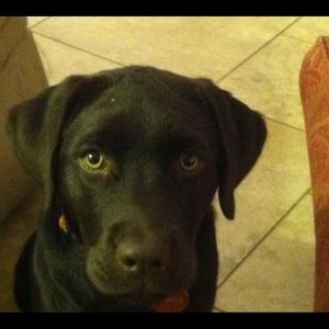 Meet your Posher, Carol